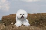 BICHON FRISE 093